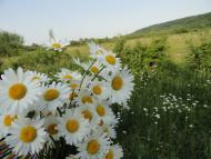 Перевозець з panoramio.com