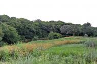 Червонопопівка з panoramio.com