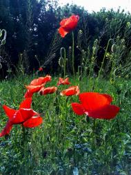 Красноліси з panoramio.com