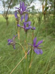 Сувид з panoramio.com