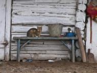 Мохнате - Останні фото