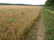 Волошинівка з panoramio.com