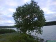 Щурівці з panoramio.com