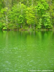 Ворон з panoramio.com