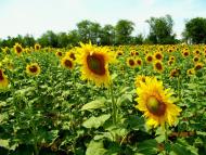 Широкине з panoramio.com