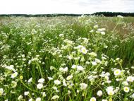 Малійки з panoramio.com