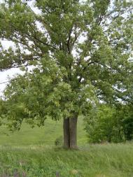 Правобережна Сокілка з panoramio.com