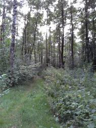 Скригалівка з panoramio.com