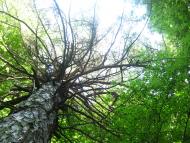 Стара Скварява з panoramio.com