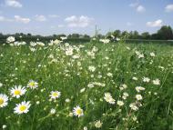 Михайлівка з panoramio.com