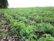 Половинники з panoramio.com