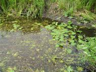 Черче - Останні фото