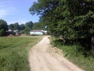 Верба з panoramio.com