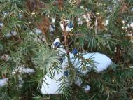 Сукіль - Останні фото