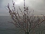 Піонерське з panoramio.com