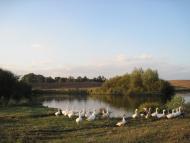 Серединці з panoramio.com