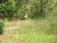 Піски-Річицькі з panoramio.com