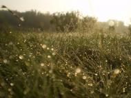 Раєво-Олександрівка з panoramio.com