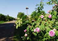 Михайлівка з panoramio.com