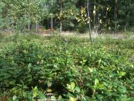 Волиця з panoramio.com