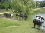 Карасиха з panoramio.com
