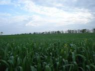 Широколанівка з panoramio.com