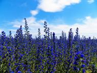 Грабове з panoramio.com