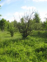 Привітне з panoramio.com