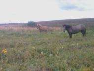 Чайковичі з panoramio.com