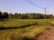 Понорниця з panoramio.com