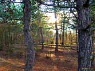 Випасне з panoramio.com