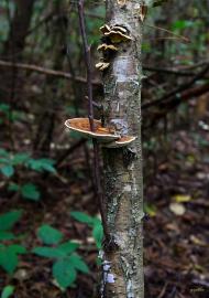 Верещиця з panoramio.com