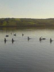 Лисогірка з panoramio.com