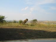 Паліївка з panoramio.com