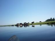 Березичі з panoramio.com