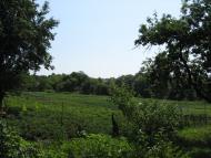 Мала Шапківка - Останні фото