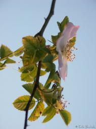 Дністрівка з panoramio.com