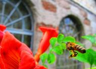 Придніпровське з panoramio.com