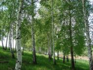 Бобрівка з panoramio.com - Бобровка