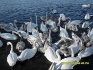 Іваничі - Останні фото