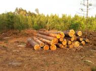 Савенки з panoramio.com