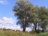 Щурівка з panoramio.com