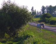Пляшева з panoramio.com - Пляшевка