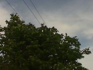 Зелений Гай з panoramio.com