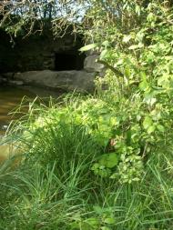 Вербувата з panoramio.com