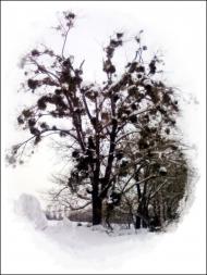 Пашківка з panoramio.com