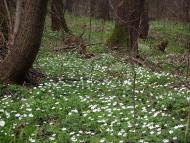 Космачів з panoramio.com