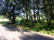 Верба з panoramio.com