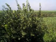 Малокатеринівка з panoramio.com