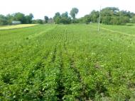 Тайкури з panoramio.com